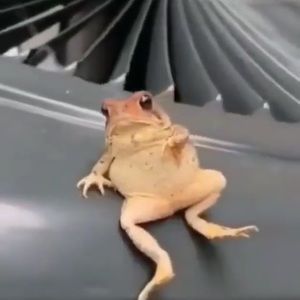 Meet your Posher, Skyler